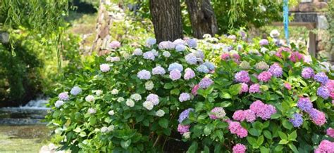 moisture meter level for hydrangeas|how to hydrate hydrangeas.